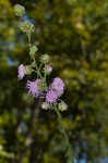 Roughleaf blazing star <BR>Tall blazing star